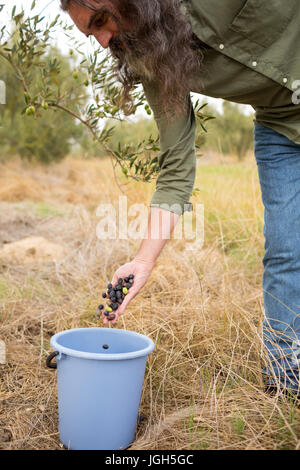 Man sammelt geerntete Oliven in Container am Olivenfarm Stockfoto
