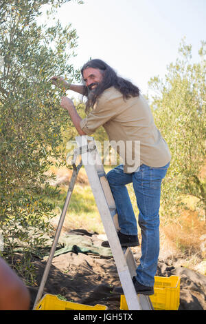 Glücklicher Mann Beschneidung Oliven Baum im Hof an einem sonnigen Tag Stockfoto