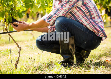 Geringen Teil der Mann berühren Trauben im Weinberg am sonnigen Tag Stockfoto