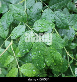 Regen durchnässt Wald Blätter nach einem Sturm Stockfoto