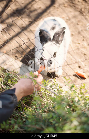 Ein junger Mann Hand ernährt sich einen weißen Hase mit Möhren durch einen Zaun in einem zoo Stockfoto