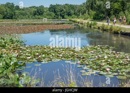 England, Surrey/Berkshire, Windsor Great Park, Kuh-Teich Stockfoto