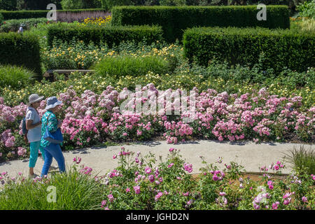 England, Surrey, Savill Gardens, Rosengarten Stockfoto