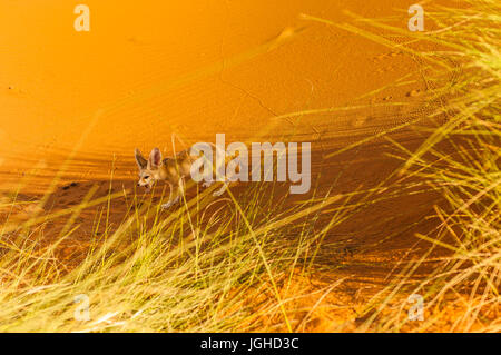 Fennec Fox, Wüste Sahara, Merzouga, Marokko Stockfoto