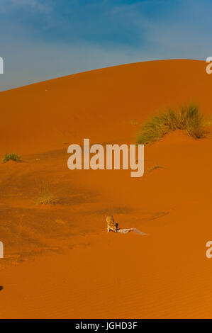 Fennec Fox, Wüste Sahara, Merzouga, Marokko Stockfoto