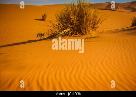 Fennec Fox, Wüste Sahara, Merzouga, Marokko Stockfoto