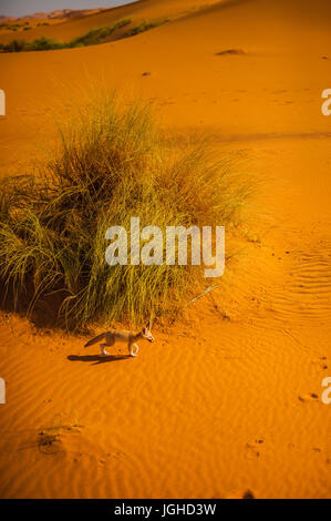 Fennec Fox, Wüste Sahara, Merzouga, Marokko Stockfoto