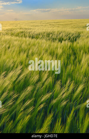 Sonnenuntergang über grüne Roggenfeld Stockfoto