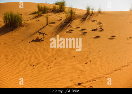 Fennec Fox, Wüste Sahara, Merzouga, Marokko Stockfoto