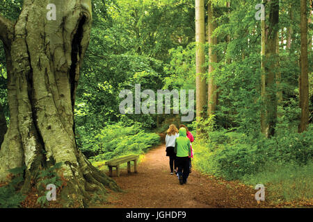 Eine Tasche von Buche Wald, Gifford, East Lothian Stockfoto