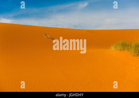 Fennec Fox, Wüste Sahara, Merzouga, Marokko Stockfoto