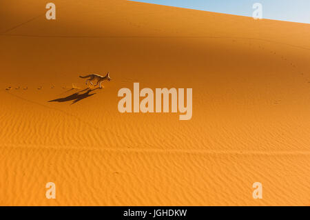 Fennec Fox, Wüste Sahara, Merzouga, Marokko Stockfoto