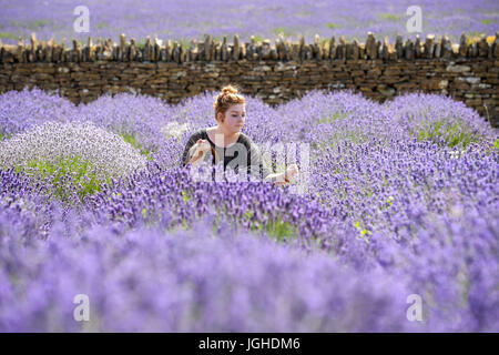 Somerset Lavendel Landarbeiter Danielle Folland, 23, Tipps von 20 Sorten von Lavendel aus dem Garten bei einer Familie laufen Farm nahe Radstock, Somerset, als das heiße Wetter in ganz Großbritannien weiter. Stockfoto