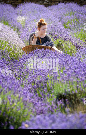 Somerset Lavendel Landarbeiter Danielle Folland, 23, Tipps von 20 Sorten von Lavendel aus dem Garten bei einer Familie laufen Farm nahe Radstock, Somerset, als das heiße Wetter in ganz Großbritannien weiter. Stockfoto