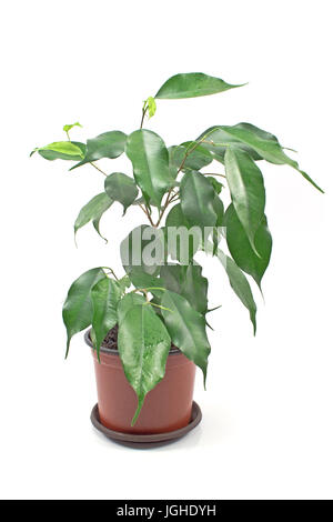 Ficus Benjamin im Topf isoliert auf weiss Stockfoto