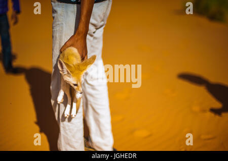 Der junge fing ein Fuchs (Fennec) in der Wüste in Merzouga, Marokko Stockfoto