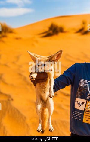 Der junge fing ein Fuchs (Fennec) in der Wüste in Merzouga, Marokko Stockfoto