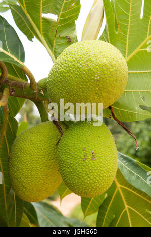 Artocarpus Altilis, Artocarpus Communis, Artocarpus Incisus (Arbre À Schmerzen) Thailand Brot Obst Stockfoto