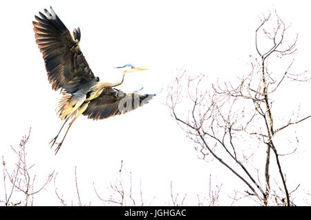 Graureiher Ardea Cinerea (Heron hellblondes) Graureiher, Flug (Ardea Cinerea) Stockfoto