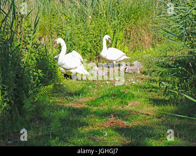 Ein Blick auf ein paar Höckerschwäne, Cygnus olor, mit Cygnets in der Norfolk Broads Nationalpark am Upton, Norfolk, England, Vereinigtes Königreich. Stockfoto