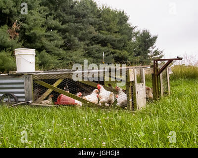 Hühner im Hühnerstall, Beweidung Drehung Stockfoto