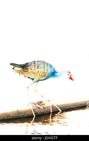 Lila Swamphen (Porphyrio Porphyrio Poliocephalus) - Tale Noi - Thailand Kraniche, lila Gallinule, Porphyrio Porphyrio Poliocephalus (Talève Su Stockfoto