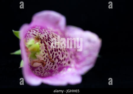 Studie einer Fingerhut Blume Nahaufnahme Stockfoto