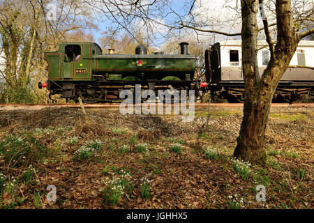 Schneeglöckchen sind in voller Blüte neben der South Devon Railway als GWR 0-6-0 Pannier Tank Nr. 6412 vergeht, Bunker zuerst ausgeführt. Stockfoto