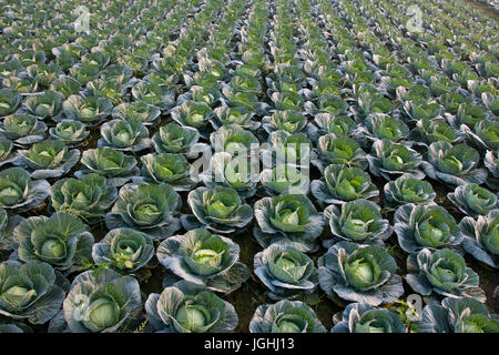 Grün Kohl in einem Feld bei Savar. Dhaka, Bangladesch Stockfoto