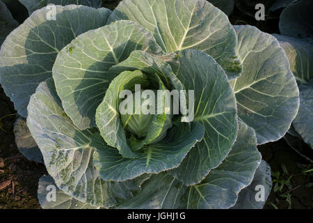 Grün Kohl in einem Feld bei Savar. Dhaka, Bangladesch Stockfoto