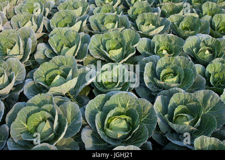 Grün Kohl in einem Feld bei Savar. Dhaka, Bangladesch Stockfoto