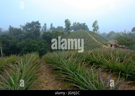Ananas-Plantage auf dem Hügel am Srimangal im Moulvibazar. Bangladesch. Stockfoto