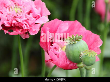 Schlafmohn (Papaver Somniferum) Blüte in einem englischen Garten mit Seedheads (im Bild) Trocknung für Samen-Kollektion und indoor ornamentale Zwecke UK Stockfoto