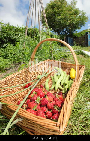Frisch gepflückt sommerlichen Ernte auch Erdbeeren und Dicke Bohnen in einen Korb Trug auf einem englischen Schrebergarten in Sheffield, England UK Stockfoto
