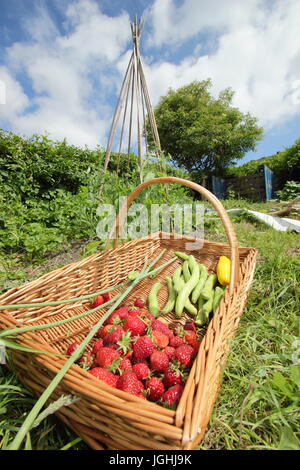 Frisch gepflückt sommerlichen Ernte auch Erdbeeren und Dicke Bohnen in einen Korb Trug auf einem englischen Schrebergarten in Sheffield, England UK Stockfoto