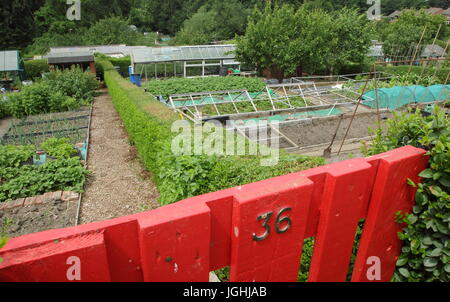 Ein gut geführtes Schrebergarten mit Gemüse in Hochbeete in einem Vorort der Stadt Sheffield, England, UK - Mittsommer Stockfoto