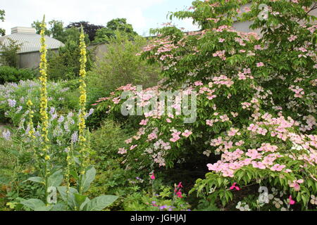 Cornus 'Norman Hadden' (R), eine große blühende Hartriegel, Anzeigen Blüten drehen von weiß bis rosa im Sommer - Juni, Yorkshire, Großbritannien Stockfoto
