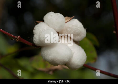 Volle blühten Karpas Baumwolle in Meherpur, Bangladesch Stockfoto