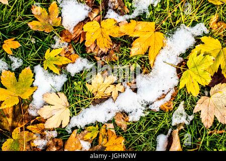 Laub auf dem Boden im Simplon-Park (Parco Sempione) im Winter. Mailand, Provinz Mailand, Italien. Stockfoto