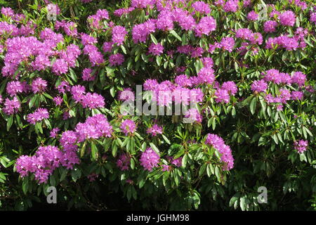 Rhododendron, Isle of Raasay Stockfoto