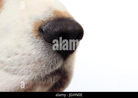 Hund Nase Nahaufnahme. Hundenase isoliert auf weißem Hintergrund. Stockfoto