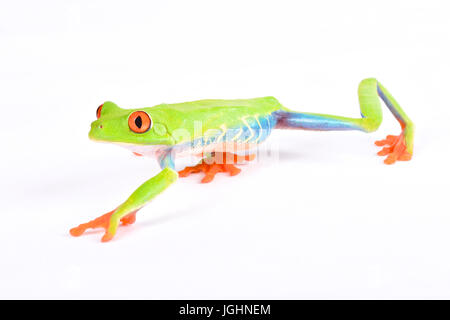 Agalychnis Callidryas, rotäugigen Baumfrosch Stockfoto