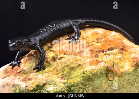 Alpensalamander, Salamandra Atra atra Stockfoto