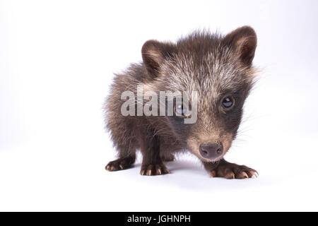 Marderhund Nyctereutes procyonoides Stockfoto