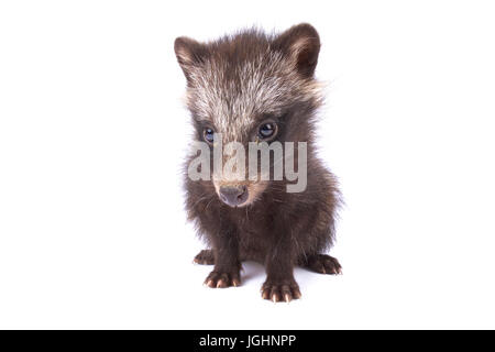 Marderhund Nyctereutes procyonoides Stockfoto