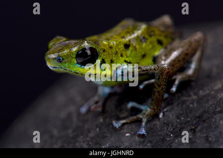 Grüne Erdbeere Dart Frog, Oophaga Pumilio "Chiriqui Verde" Stockfoto