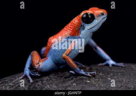 Erdbeer-Dart Frog, Oophaga Pumilio "Escudo" Stockfoto