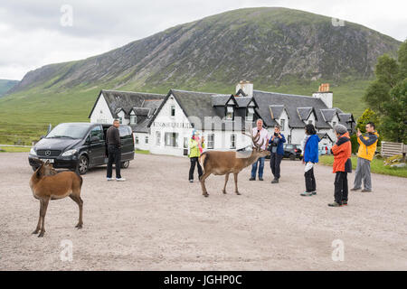 Touristen in Schottland mit Rotwild in Glencoe Stockfoto