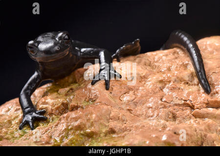 Alpensalamander, Salamandra Atra atra Stockfoto
