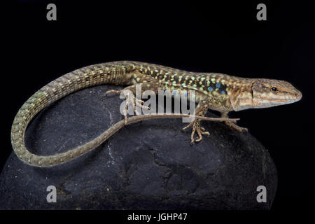 Tyrrhenische Mauereidechse Podarcis Tiliguerta tiliguerta Stockfoto
